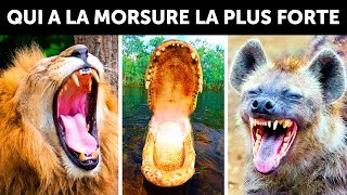 Qui A La Morsure La Plus Puissante Sur Terre [upl. by Ettesil]