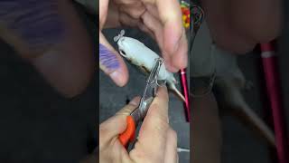 I found an electric lure fishingvideo lurefishing bigfishing baitcaster silure fishing [upl. by Ahsii]