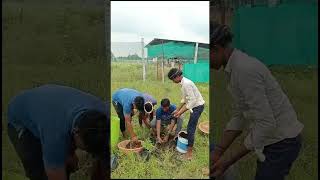 మునగ మొక్కలు నాటేందుకు భూమి సిద్ధం BaddamsFarmFresh​ Shankarpally​ softwarefarmer​ [upl. by Trebor]