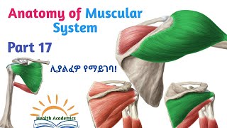 Anatomy of Muscular System Scapulohumeral Muscles Interesting Video with Amharic Speech Part 17 [upl. by Daughtry42]