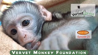 Join us as we follow the journey of Anya an orphaned baby monkey 🐒 [upl. by Eimac226]