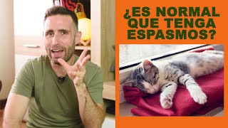 ¿Es normal que mi gato tenga espasmos y temblores cuando está dormido [upl. by Domenico]