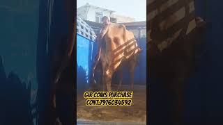 gir cow sale out laknew up gir cow ravangi video any gir cows available for sale [upl. by Icat]