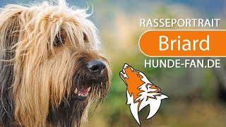 ► Briard 2018 Rasse Aussehen amp Charakter [upl. by Kirch]