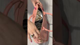 Cat loves bag cats funny [upl. by Anipsed121]