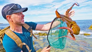 New Species of Octopus Incredibly Smart [upl. by Kubetz204]