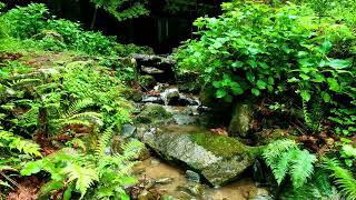 Water Flowing Down A Tranquil Stream Relaxing Water Sounds To Fall Asleep  5 hours [upl. by Kinchen]