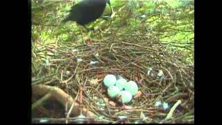 Crow attacks Sparrowhawk nest at Royal Botanic Garden Edinburgh [upl. by Sorce]