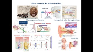 Outer hair cells amp Inner Ear  Cochlear Amplification Mechanisms [upl. by Serilda]