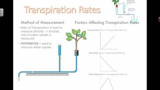 Measuring Transpiration 2016 [upl. by Nerral]