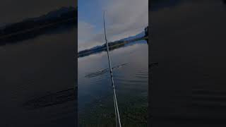 Salmon fishing in Alaska never gets old fishing flyfishing salmonfishing [upl. by Aramaj637]