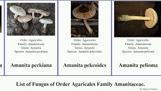 List of Fungus of Order Agaricales Family Amanitaceae var muscaria saproamanita limacella angel [upl. by Kohl]