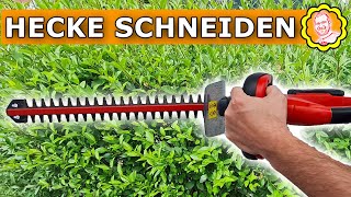 Hecke schneiden Richtige Gartenpflege im Sommer [upl. by Athalia]