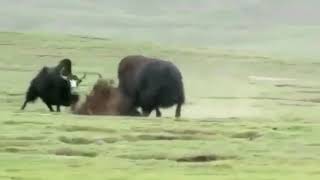 Wild yak vs Domestic yak [upl. by Tiebout]