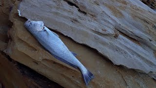 Dakhla pêche courbine 75 kg et poulpe [upl. by Apple]