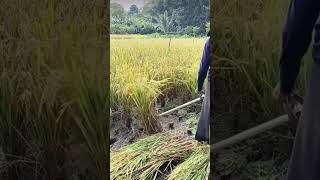 How to harvest rice safely for your hands [upl. by Trimble364]