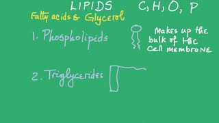 Biological Macromolecules Lipids [upl. by Elatnahs615]