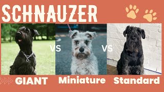 Giant schnauzer vs Standard schnauzer vs Miniature  breed comparison [upl. by Mansur]