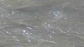 Salmon Run in Pullen Creek near Skagway Train Station in Alaska [upl. by Leff]