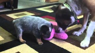 Blue Heeler puppy play time [upl. by Zaria]