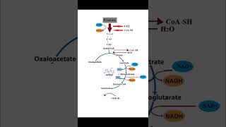 krebs cycle TCA citricacidcycle plant chain bio [upl. by Joelie733]