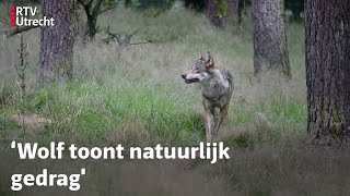 Provincie en dierenorganisaties lijnrecht tegenover elkaar over zenderen wolf  RTV Utrecht [upl. by Jensen]