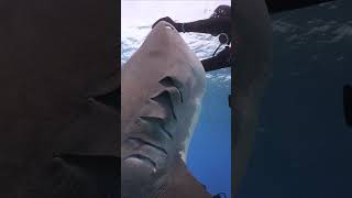 Tiger shark lifts up diver at Tiger Beach Bahamas shorts diving underwater [upl. by Vyky]