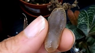 my pachyphytum oviferum succulent plant leaf propagation [upl. by Aicella]