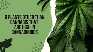 6 Plants Other Than Cannabis That Are High In Cannabinoids [upl. by Tay]