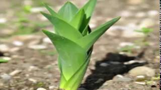 Drimia maritima or squill plant [upl. by Ettenej722]