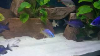 Placidochromis jalo reef Group 15 [upl. by Ecirehs]