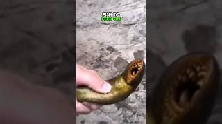 Lampreys are fascinating creatures shorts animals shortsvideo [upl. by Ainoyek]