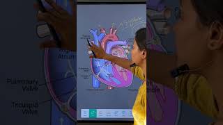 cardiology hearthealth bloodcirculation and medicalsciencesystole diastole bloodpressure [upl. by Ococ]