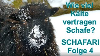 Wie viel Kälte vertragen Schafe SCHAFARI Folge 4 Kamerunschafe und exotische Schafrassen im Winter [upl. by Ecnesse]