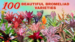 100 BEAUTFUL BROMELIAD VARIETIES [upl. by Jarlathus]