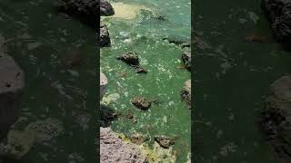 toxic algae bloom on lake Okeechobee save florida help [upl. by Occor]