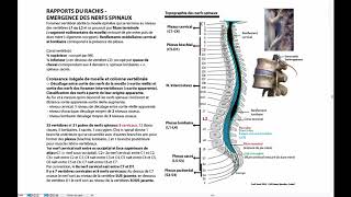 Rapports du rachis nerfs spinaux [upl. by Polad]