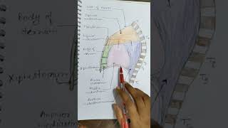 MediastinumAnatomy Shweta Saha [upl. by Delisle458]