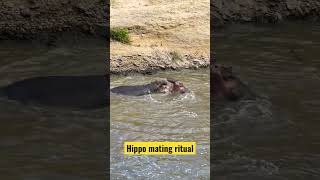 Hippo mating ritual kenya hippo play safari wildlife shorts [upl. by Vonnie114]