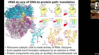 MIT CompBio Lecture 07  RNA world RNAseq RNA folding [upl. by Sivat]