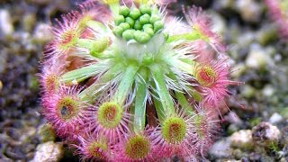 Germinar gemas de drosera pigmea [upl. by Erdei932]