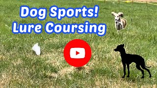 Fun Dog Sports  Lure Coursing [upl. by Hescock198]