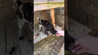 Gustl blind search for bumper His sense of smell is amazing Watch a puppy play the quotFind itquot game [upl. by Topliffe]