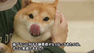 【犬 歯磨き】犬の歯みがき習慣化プロジェクト動画犬の歯磨きのやり方（方法）をレクチャーライオンペット [upl. by Jolyn124]