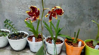 Anggrek koleksi Oncidium hybrid dan Rossioglossum rawdon jester [upl. by Osgood234]