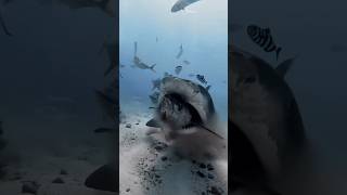 Incredible Footage Of Tiger Shark Attack shorts shark attack [upl. by Tahpos619]