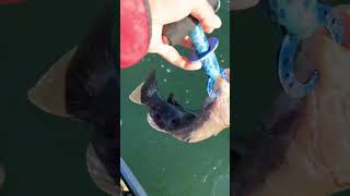 Blackfish 16” release north shore kayak fishing [upl. by Kyle]