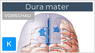 Dura mater Vorschau  Lage Aufbau und Funktion Â Kenhub [upl. by Montgomery]