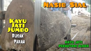 Nasib Sial dialami Pemilik Kayu Jati jumbo initidak sesuai yang diharapkan sawmill log DM 46120 [upl. by Bridgette865]