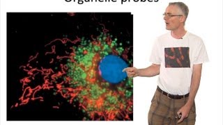 Microscopy Fluorescent Probes Timothy Mitchison [upl. by Fife]